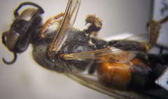 Tachytes obsoletus
