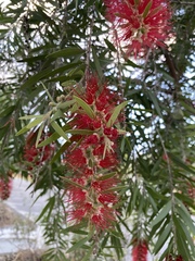 Melaleuca viminalis