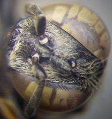 Tachytes obsoletus
