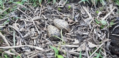 Vanellus chilensis