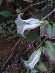 Tripterospermum chinense