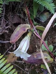 Tripterospermum chinense