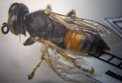 Tachytes obsoletus