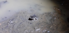 Vanellus chilensis