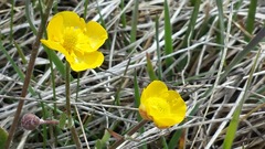 Ranunculus cardiophyllus