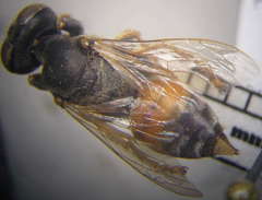 Tachytes obsoletus