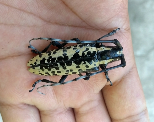 Deliathis batesi (Deliathis batesi)