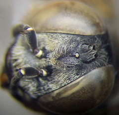 Tachytes obsoletus