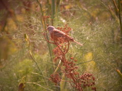 Emberiza caesia