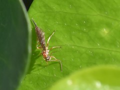 Tromatobia lineatoria