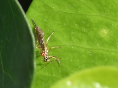 Tromatobia lineatoria