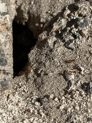 Forelius pruinosus