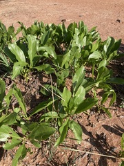 Pygmaeothamnus zeyheri