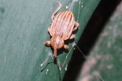 Hypera striata
