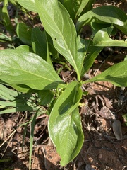 Pygmaeothamnus zeyheri