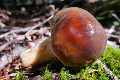 Cortinarius brunneoalbus