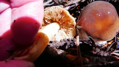 Cortinarius brunneoalbus