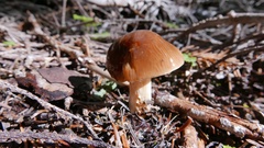 Cortinarius brunneoalbus