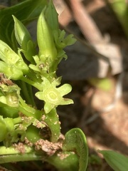 Pygmaeothamnus zeyheri