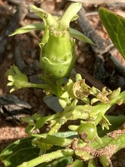 Pygmaeothamnus zeyheri