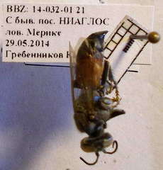 Tachysphex obscuripennis