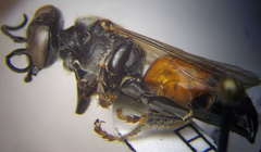 Tachysphex obscuripennis