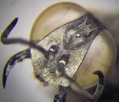 Tachysphex obscuripennis