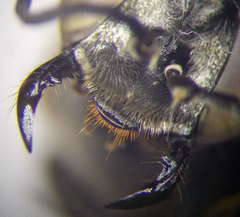 Tachysphex obscuripennis