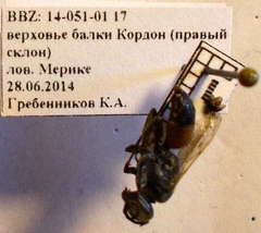 Tachysphex obscuripennis