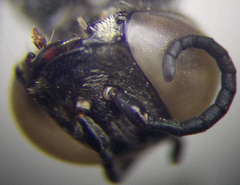 Tachysphex obscuripennis