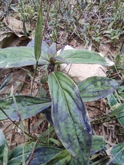 Oldenlandia mellii
