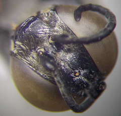 Tachysphex obscuripennis