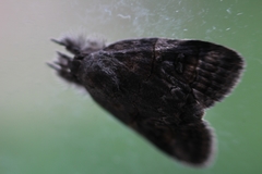 Noctuoidea
