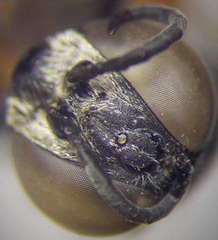 Tachysphex obscuripennis