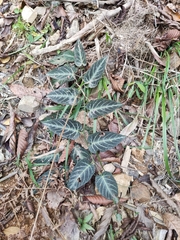 Rubus corchorifolius