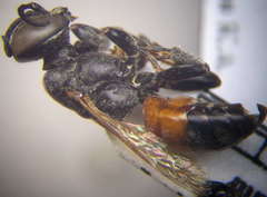 Tachysphex obscuripennis