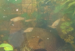 Phalloceros caudimaculatus