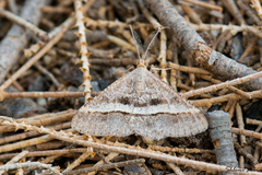 Isturgia disputaria