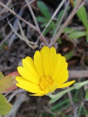 Calendula suffruticosa