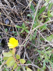 Calendula suffruticosa