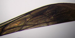 Telostegus inermis