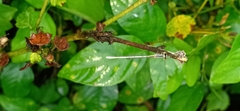 Agriocnemis pieris