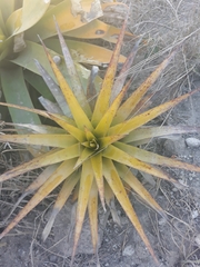 Tillandsia secunda