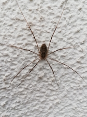 Opilio parietinus