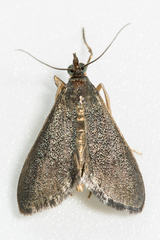 Pyrausta demantrialis