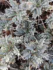 Astragalus tragacantha