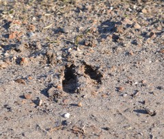 Sus scrofa domesticus