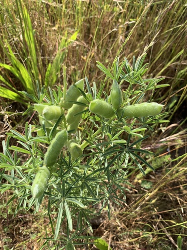 Narrow-leaved Lupine