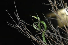 Ahaetulla mycterizans