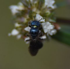 Ceratina floridana